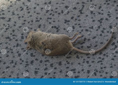 路上看到老鼠代表什麼 紅色地毯